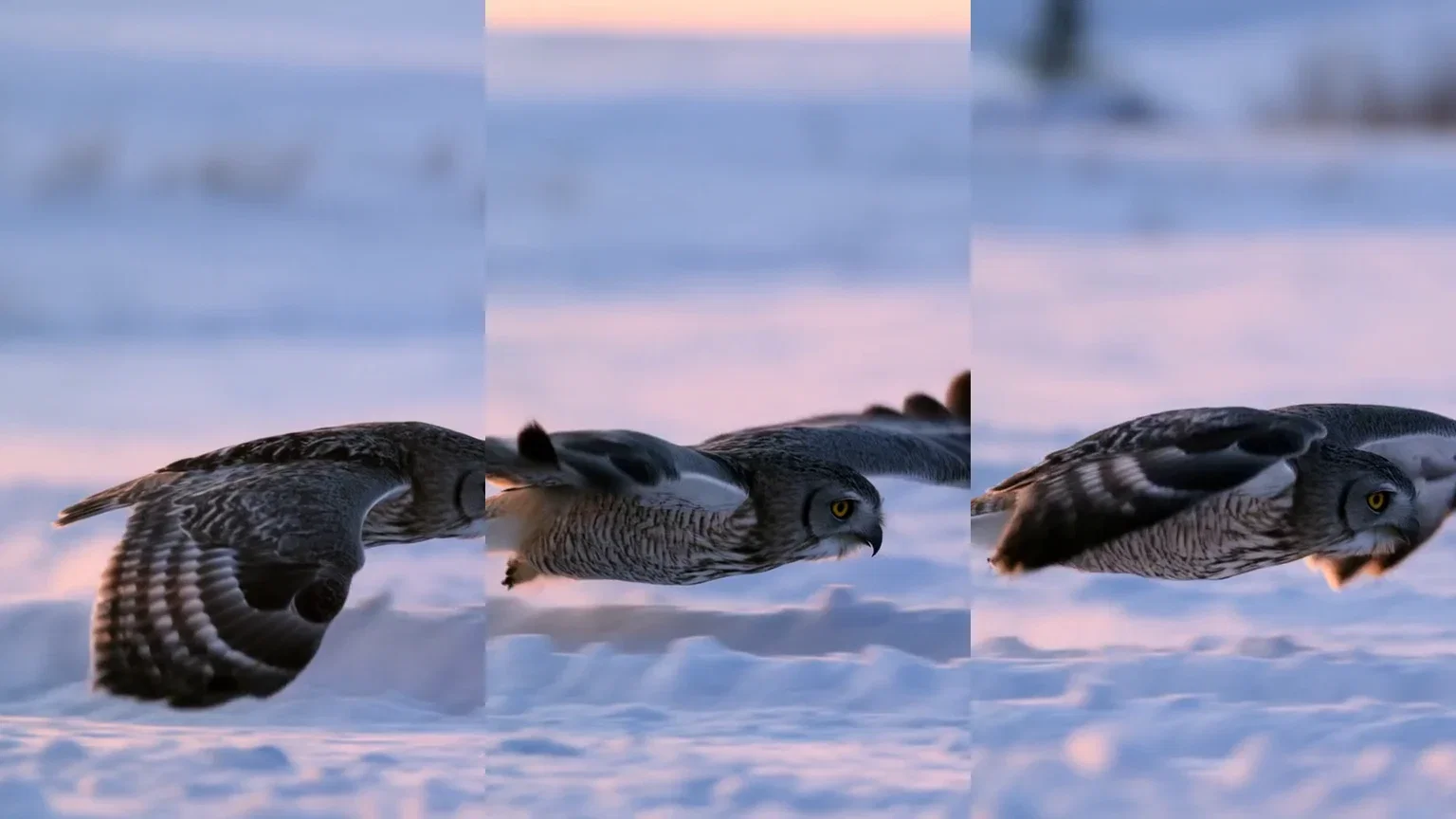 Three-beat strip of the owl's snow glide from one Hailuo 2.3 take, generated on FluxoKit