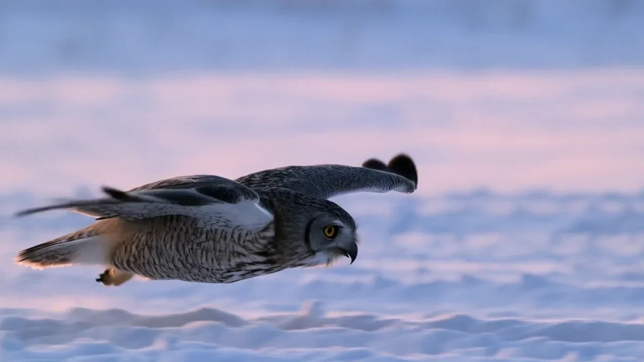 Owl gliding low over a snowy meadow at dawn with snow dust in its wake, generated with Hailuo 2.3 on FluxoKit