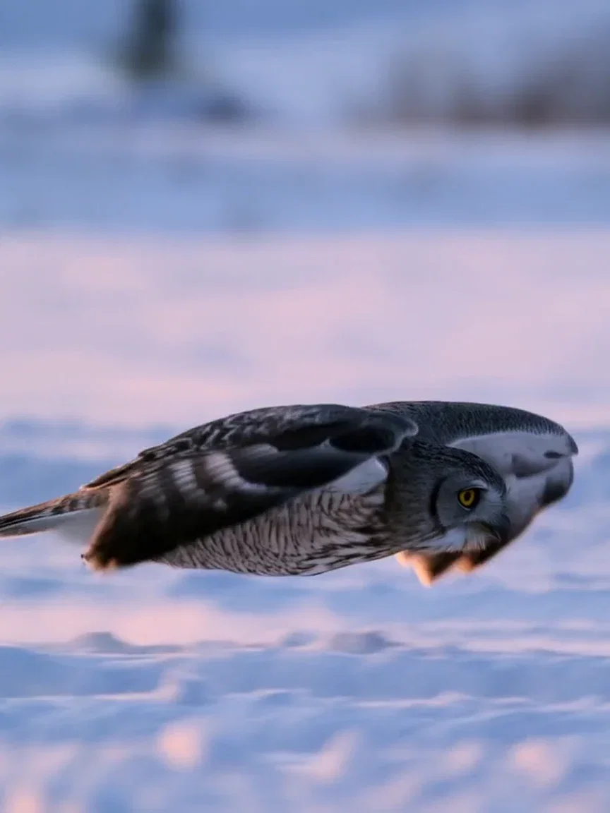 Snow dust swirling behind the owl's glide, beat frame from a Hailuo 2.3 clip on FluxoKit