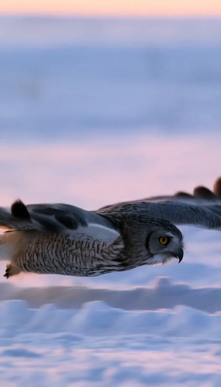 Owl wingtips flexing on the glide, beat frame from a Hailuo 2.3 clip on FluxoKit