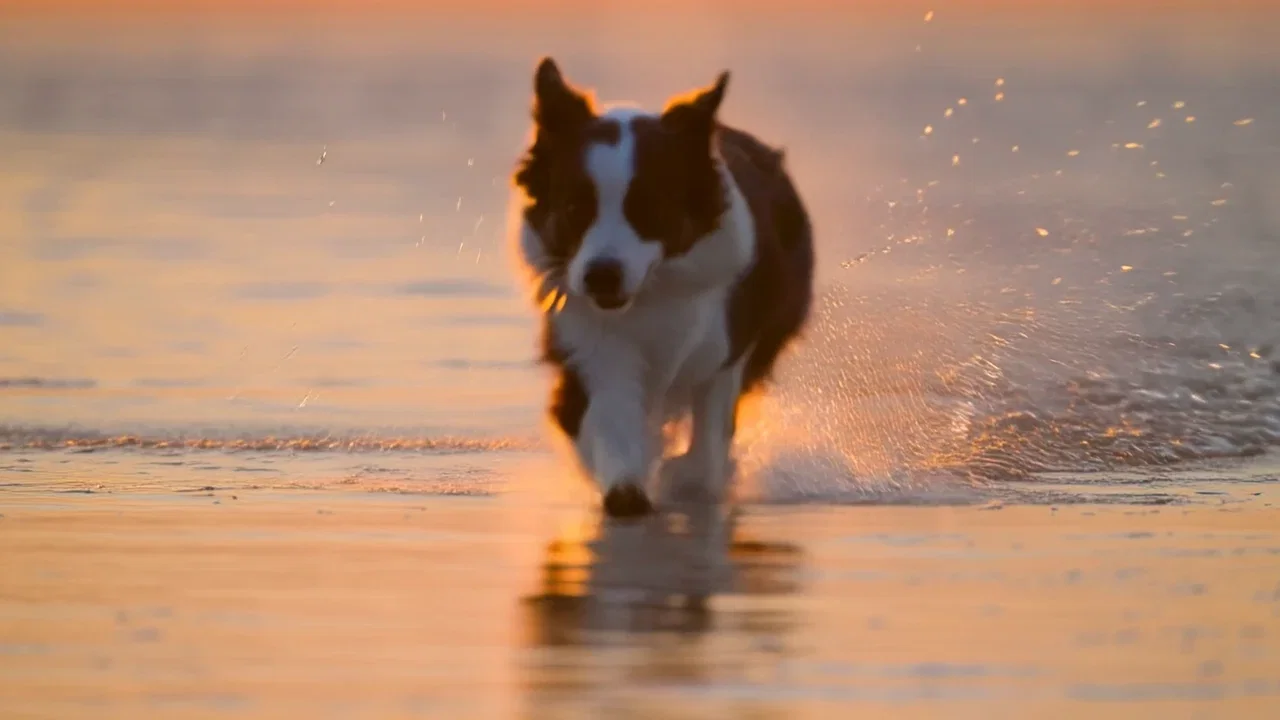 Border collie sprinting through shallow surf at golden hour with backlit spray, generated with Kling 2.6 on FluxoKit