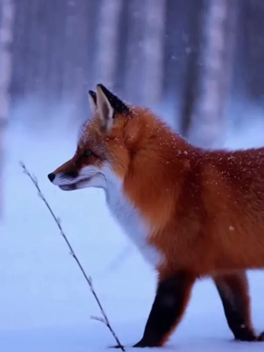 Close beat frame of snowflakes settling on fox fur from a Sora 2 clip on FluxoKit