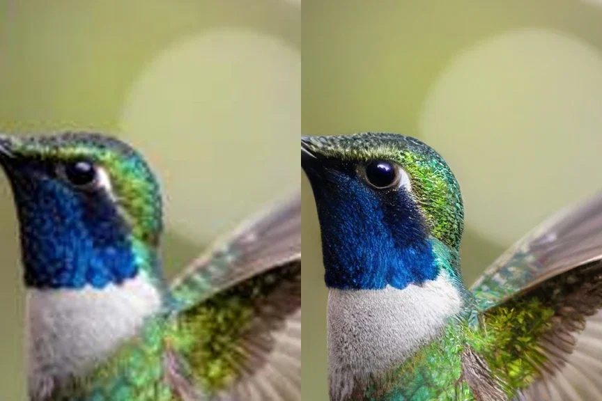 The same hummingbird crop enlarged plainly on the left and Topaz-reconstructed on the right, on FluxoKit